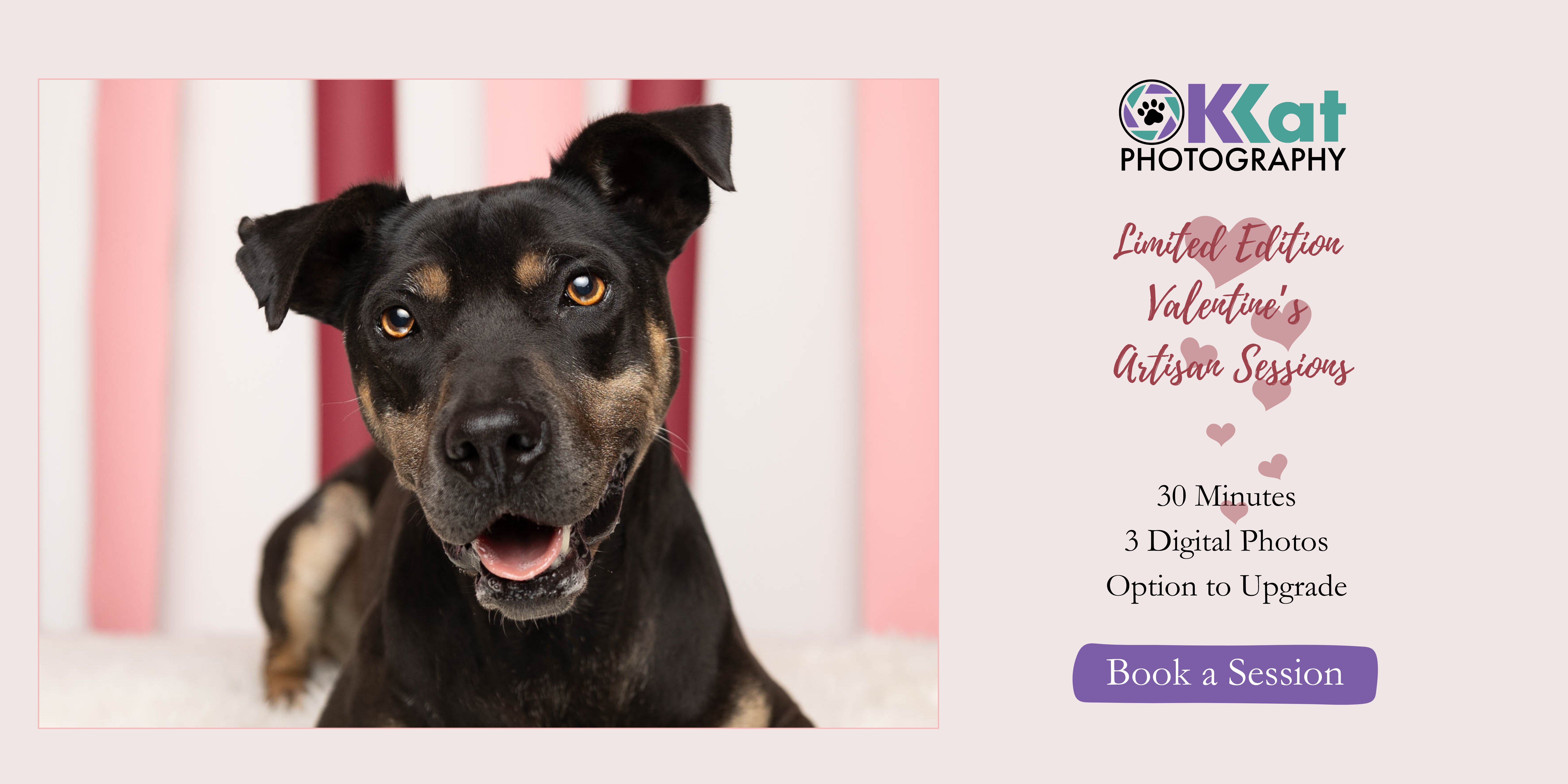 Dog facing camera has has a slight smile on her face with her tongue visible, and is looking with golden eyes just above the viewer. She is laying down on white fluffy surface. Behind her is a white background with pink and crimson vertical stripes. Text on the right reads: OKKat Photography Limited Edition Valentine's Artisan Sessions 30 Minutes, 3 Digital Photos, Option to Upgrade, Book a Session