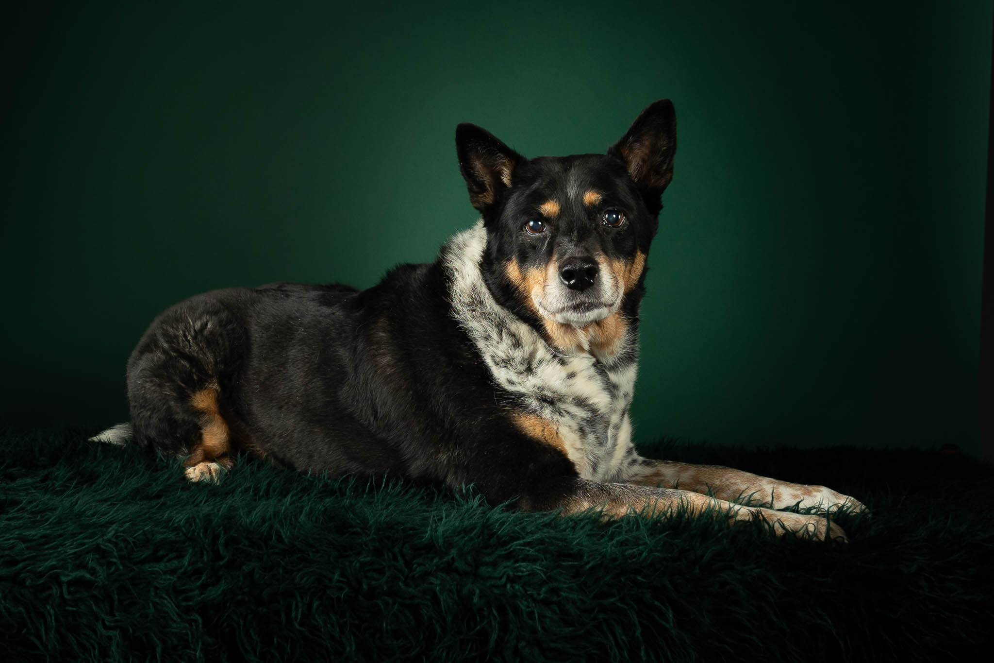 A black, brown and white cattle dog lays on a green fluffy blanket. Her forepaws are to the right and her rump to the left. Her head is turned to regard the viewer with a serious expression. All against a deep green background.