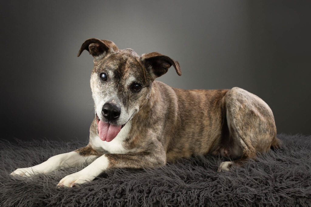 A brindled dog with white paws and face is laying on a deep grey background. Her tongue is out as if she is smiling at the viewer.