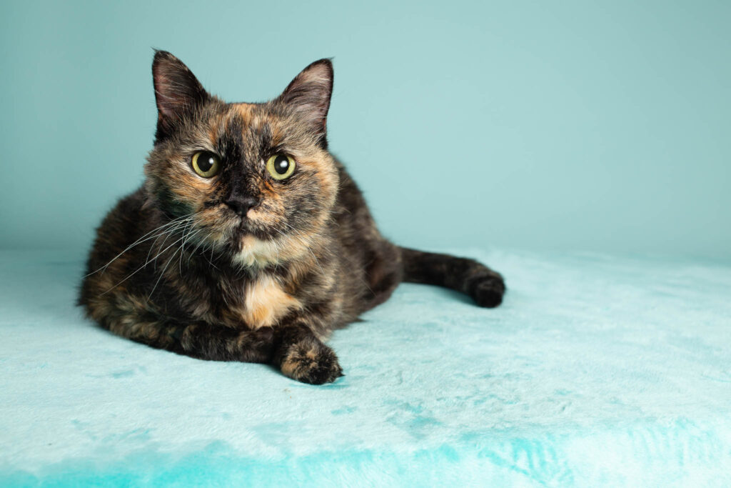 A tortoiseshell cat on a teal background.