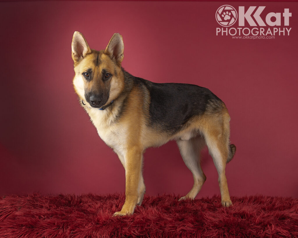 Barney is a black and tan German Shepherd dog. He is pictured standing up and facing our left with his head turned toward the camera and a serious expression. He is set against a red background.