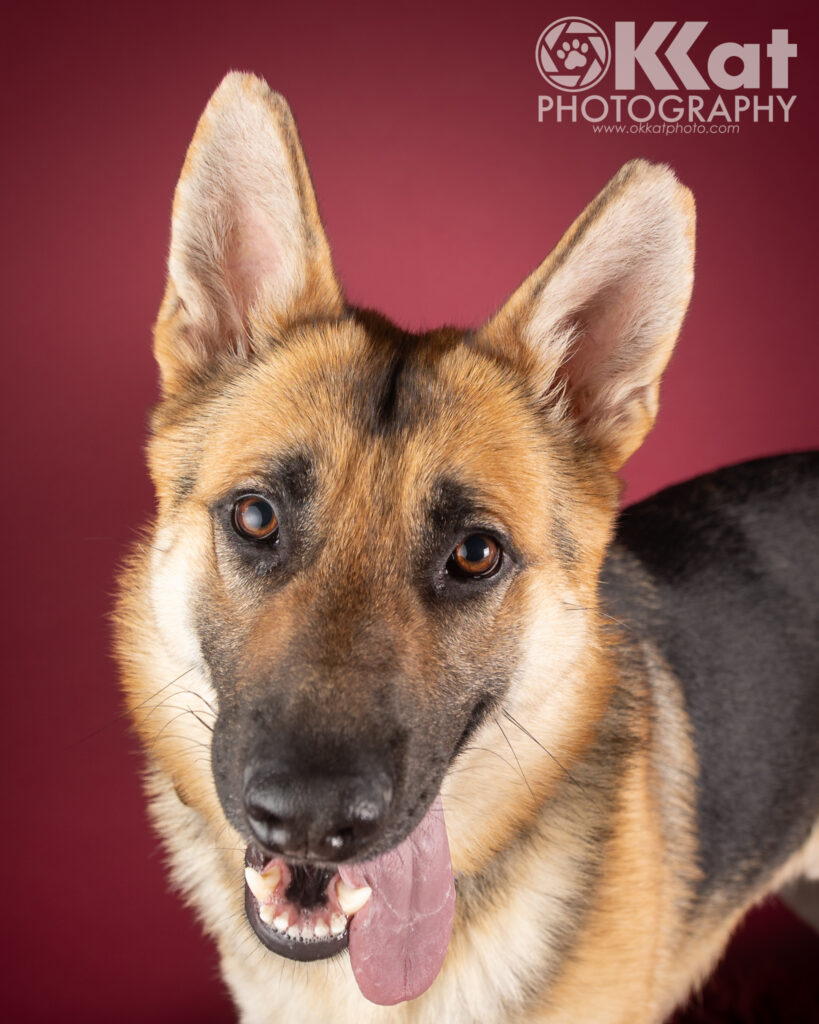 Barney is a black and tan German Shepherd dog. He is pictured shown standing up and he is looking up at the camera with his tongue out slightly. He is set against a red background.