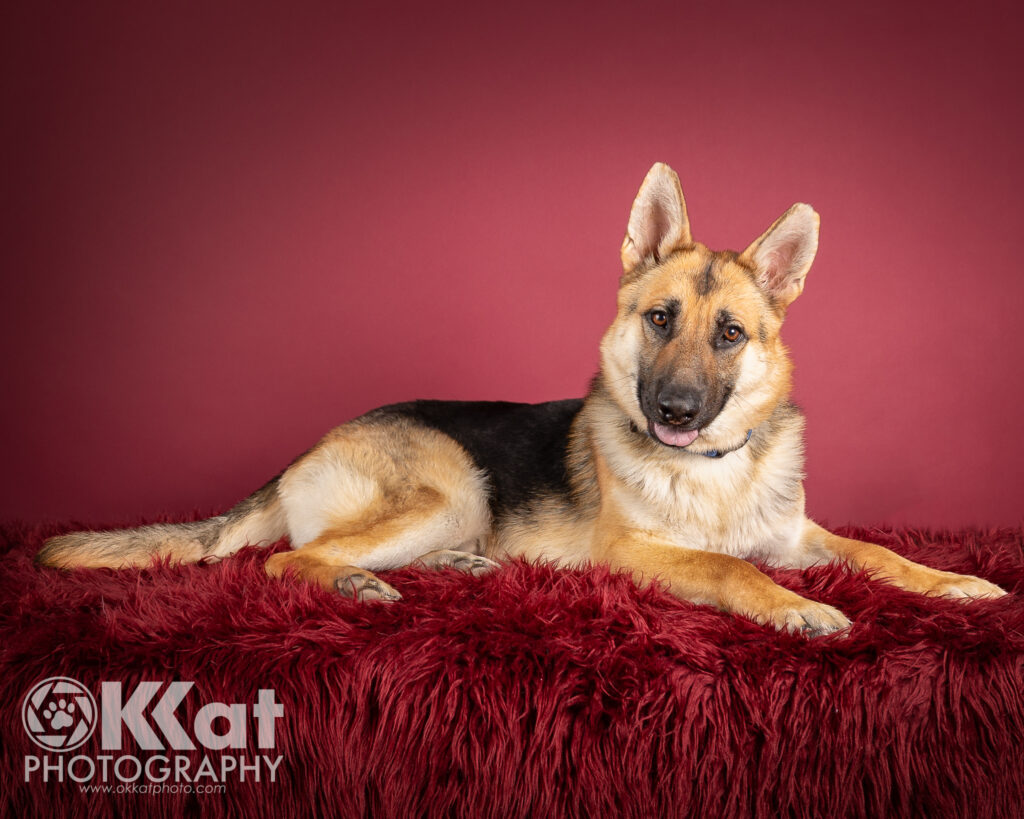 Barney is a black and tan German Shepherd dog. He is pictured laying down and facing our right with his head turned toward the camera and slightly cocked with a serious expression. He is set against a red background.