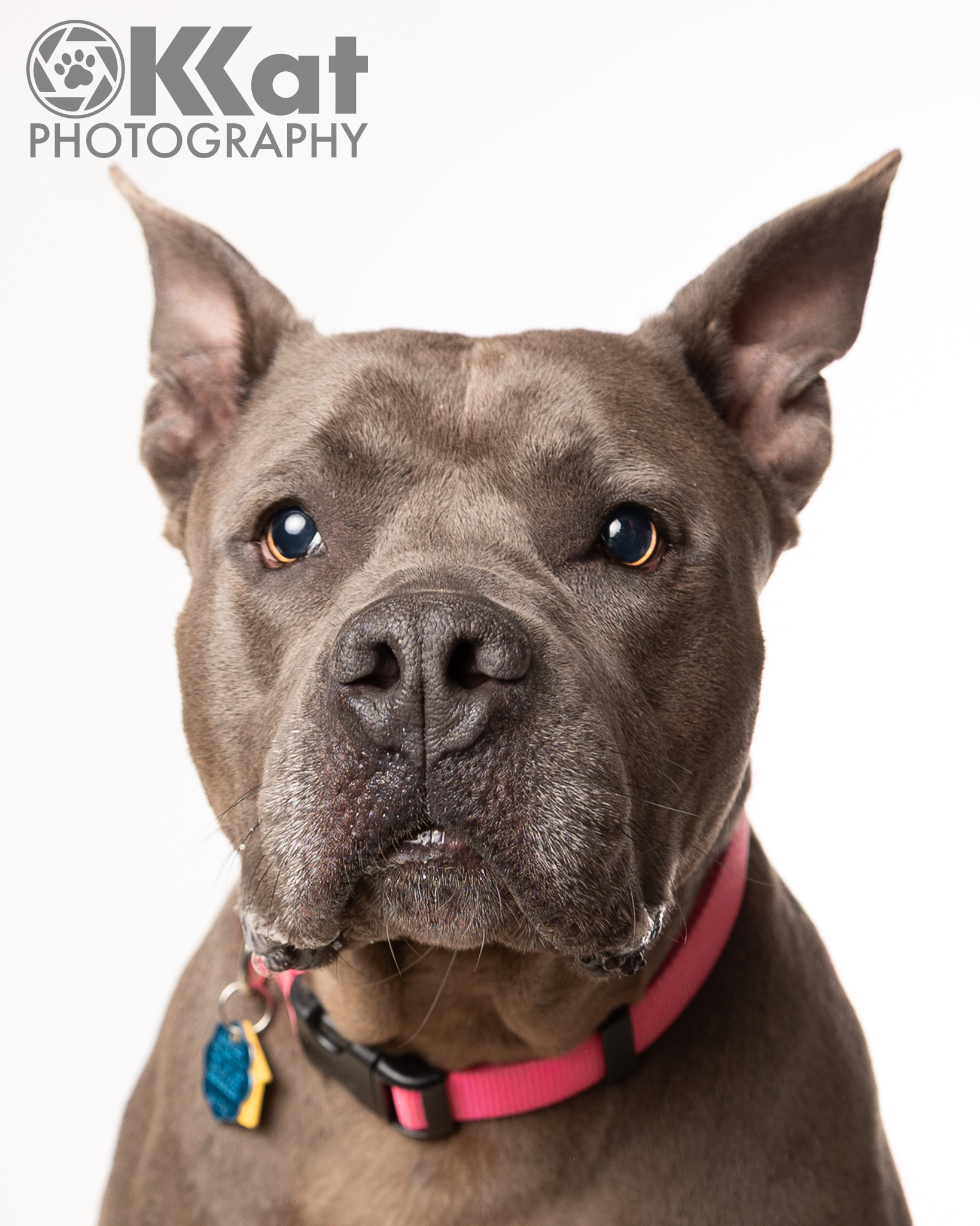 Bertha is an all "blue" pit bull terrier mix with a boxy head and crisply pointed ears. This is a head and shoulders shot and she is looking just off to the left of the camera. She is wearing a red collar and a serious expression and is set against a white background.