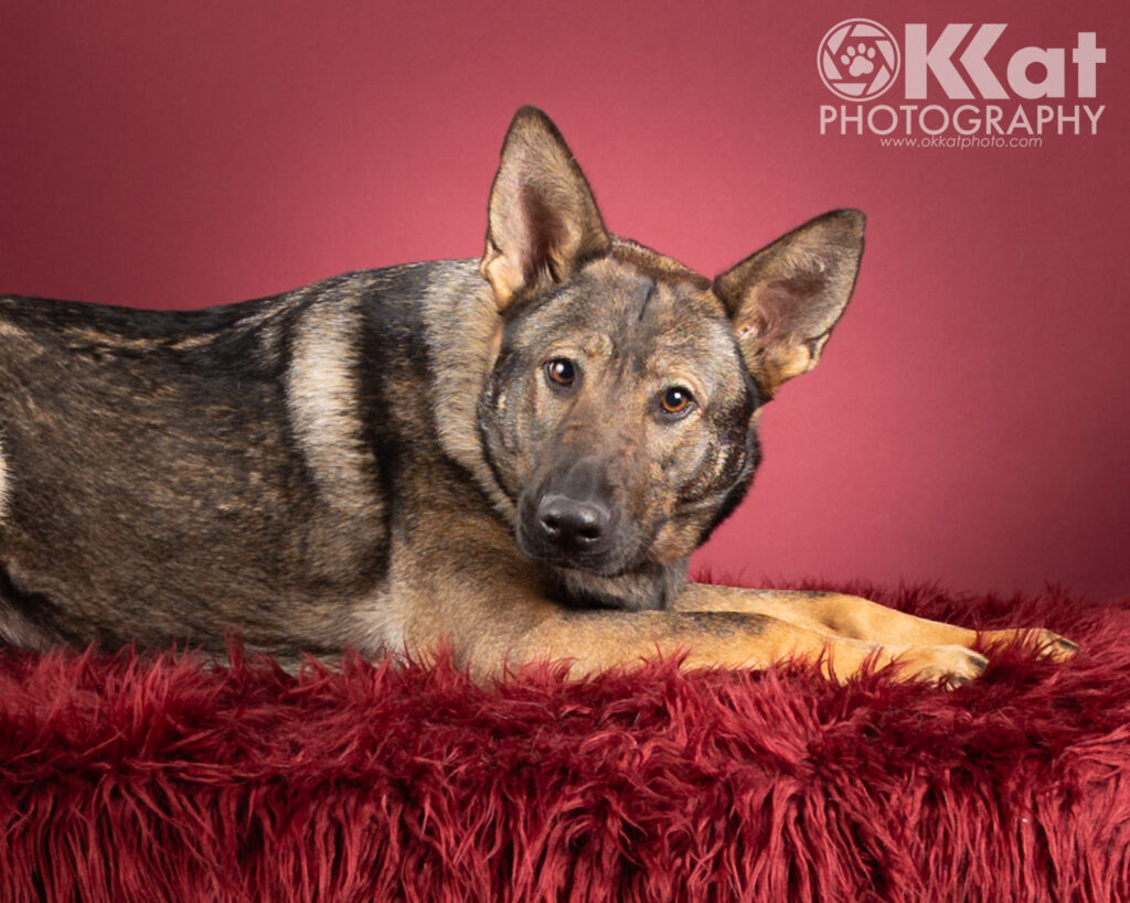 Betty is a dark sable German Shepherd dog. She is pictured here from mid-body up, laying down and facing our right with her head turned toward the camera and slightly cocked, and a serious expression. She is set against a red background.