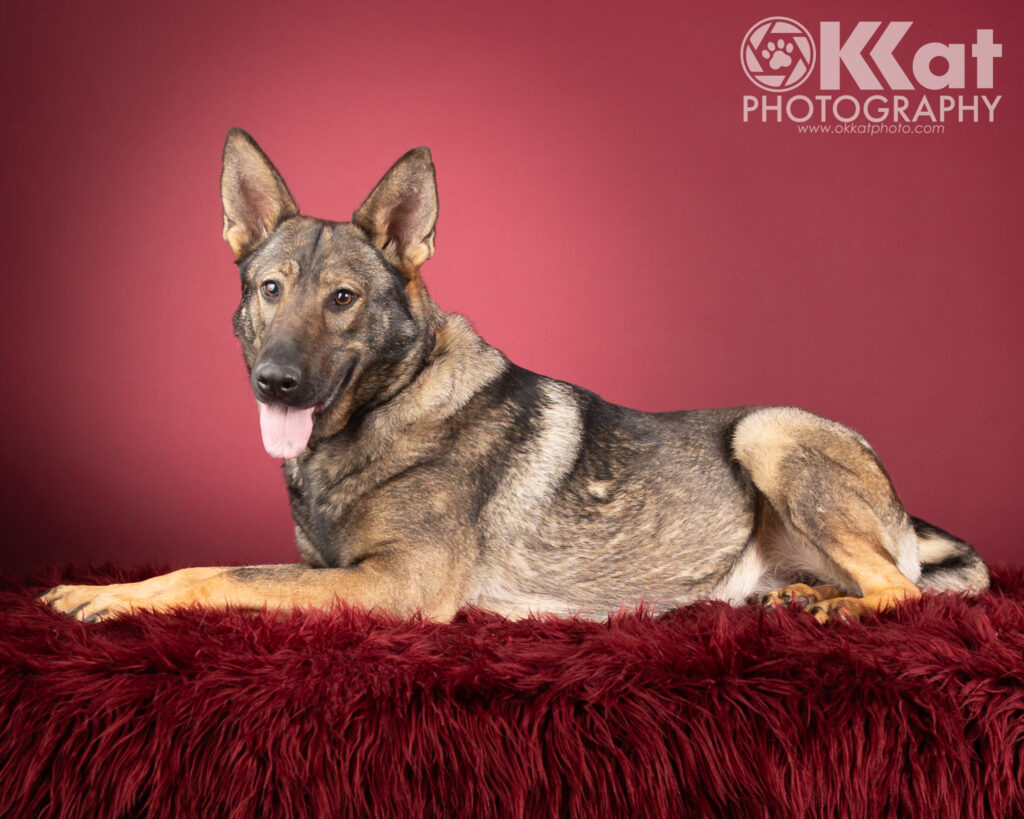 Betty is a dark sable German Shepherd dog. She is pictured here from laying down and facing our left with her head turned toward the camera and her tongue out slightly. She is set against a red background.