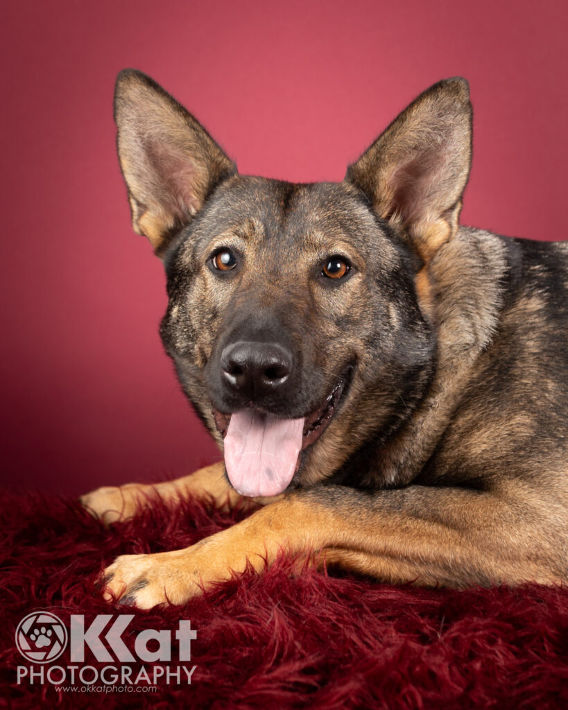 Betty is a dark sable German Shepherd dog. She is pictured here from the shoulders up, laying down and facing our left with her head turned toward the camera and her tongue out. She is set against a red background.