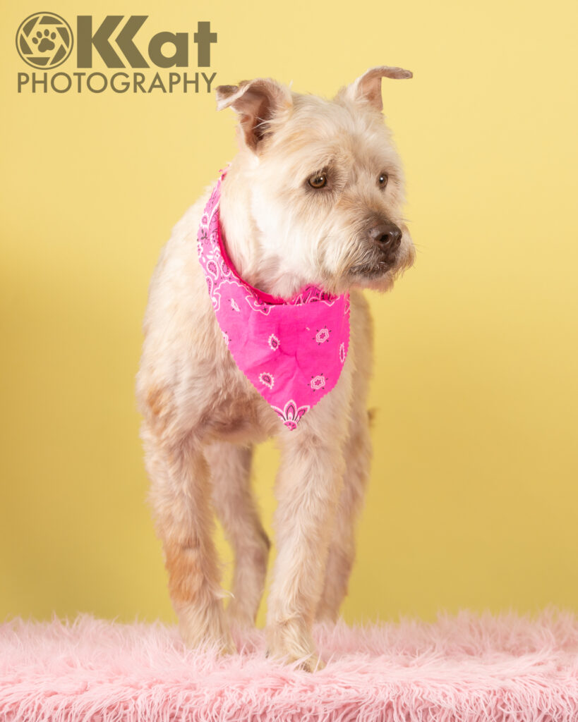 Dolly is a blond schnauzer mix shown here on a pink fluffy floor with a lemonade yellow background. She is standing, wearing a bright pink bandana and has her head turned a bit to our right.