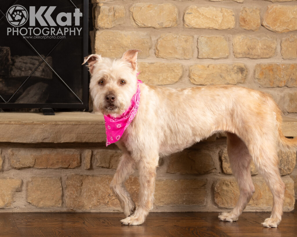 Dolly is a blond schnauzer mix shown here standing next to a stone fireplace hearth. She is facing left with her head turned to look at the camera and is wearing a bright pink bandana.