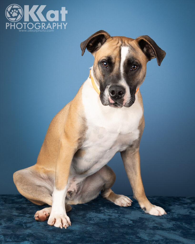 Ernie is a 70 lb pit bull/box mixed breed dog. He is mostly tan with a white chest and paws, black and white markings on his face, and droopy ears. He is sitting up tall, angled to our right, while looking toward the viewer. He is set against a robin's egg blue background. There is a white OKKat Photography logo in the upper right corner.