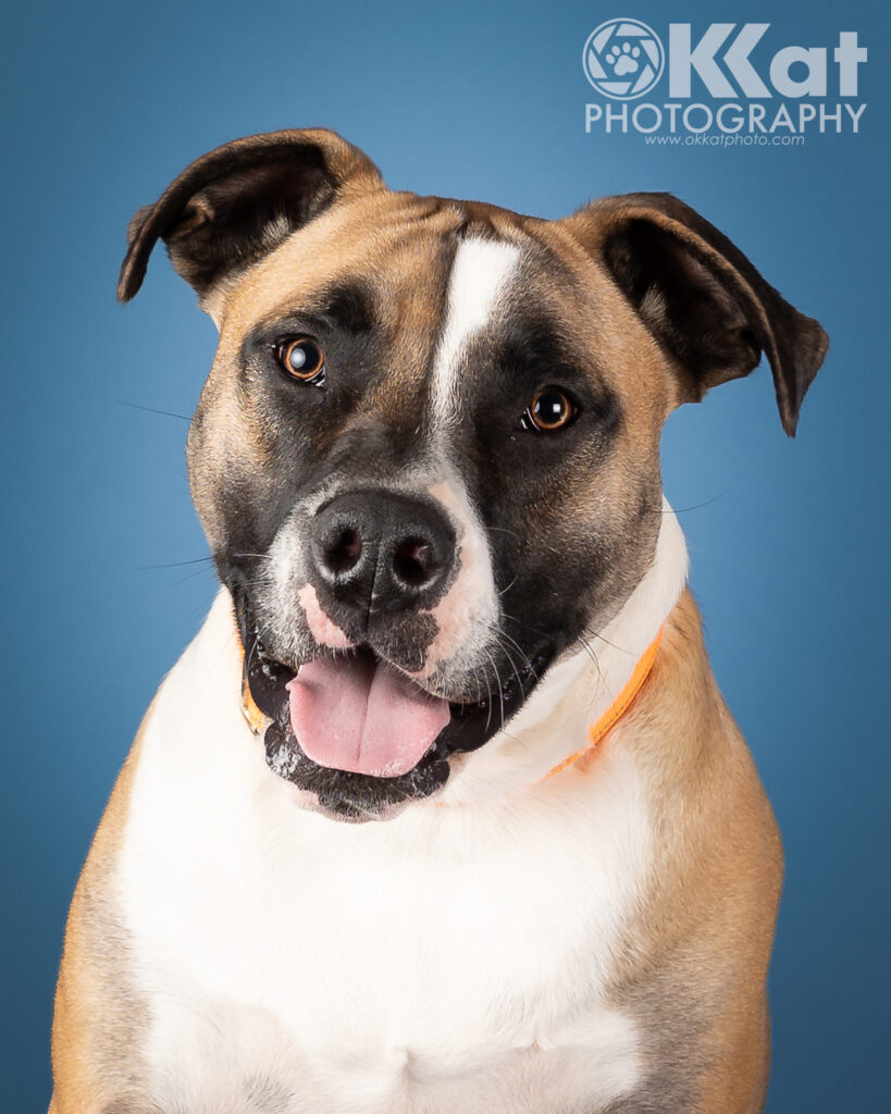 Ernie is a 70 lb pit bull/box mixed breed dog. He is mostly tan with a white chest, black and white markings on his face, and droopy ears. He is shown here from the chest up the viewer. He is set against a robin's egg blue background. There is a white OKKat Photography logo in the upper right corner.