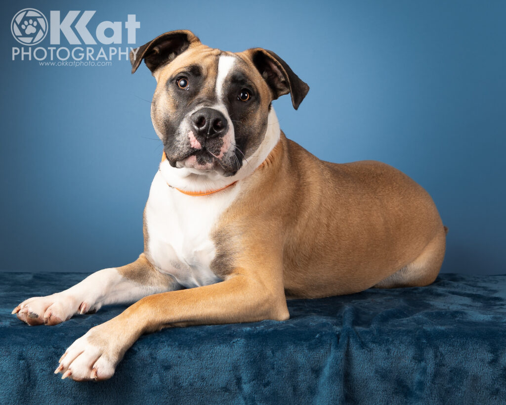 Ernie is a 70 lb pit bull/box mixed breed dog. He is mostly tan with a white chest and paws, black and white markings on his face, and droopy ears. He is laying down facing left in this image with his side and back toward the camera. His head is turned toward the viewer. He is set against a robin's egg blue background. There is a white OKKat Photography logo in the upper right corner.