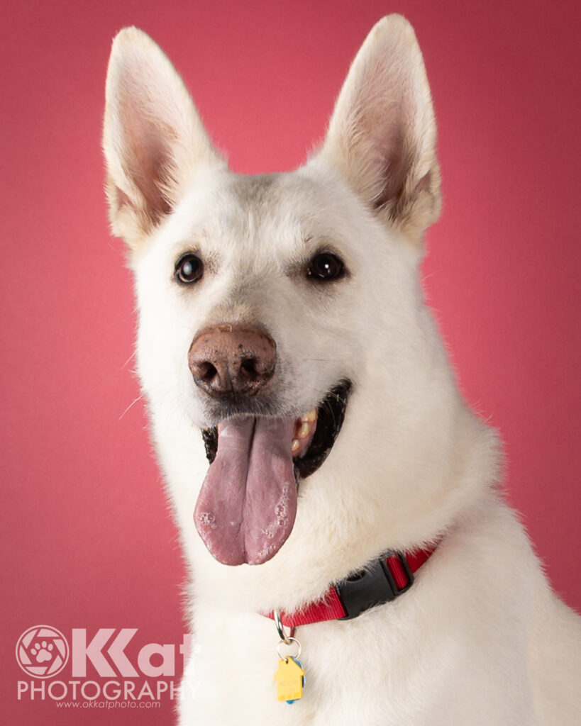 Ghost is an 80 lb white German Shepherd Dog. He is seen here from the chest up with his tongue out. He is set on a pale red background. There is a white OKKat Photography logo in the bottom left corner.