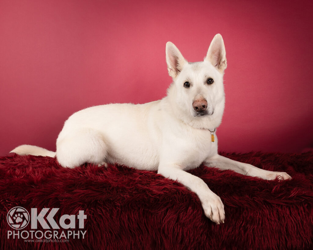 Ghost is an 80 lb white German Shepherd Dog. He is laying down facing our right with his head turned to look at the viewer and slight cock of his head to the left and a serious expression. He is set on a background that fades from almost pink to a deep red. There is a white OKKat Photography logo in the bottom left corner.