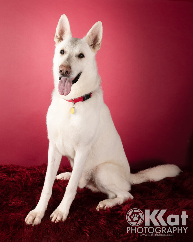 Ghost is an 80 lb white German Shepherd Dog wearing a red collar. He is sitting up tall with his tongue hanging our and ears upright. He is set on a background that fades from almost pink to a deep red. There is a white OKKat Photography logo in the bottom right corner.