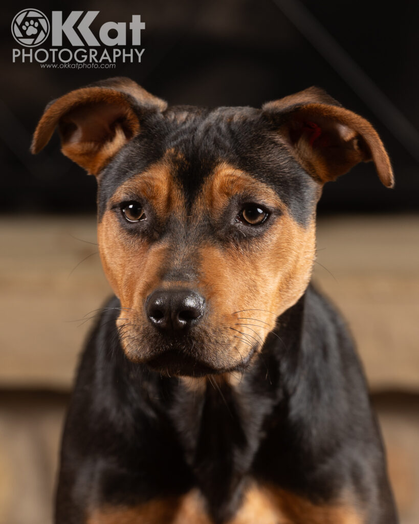 Joy is a 17 week old mixed breed puppy with black fur and brown markings on her face.
