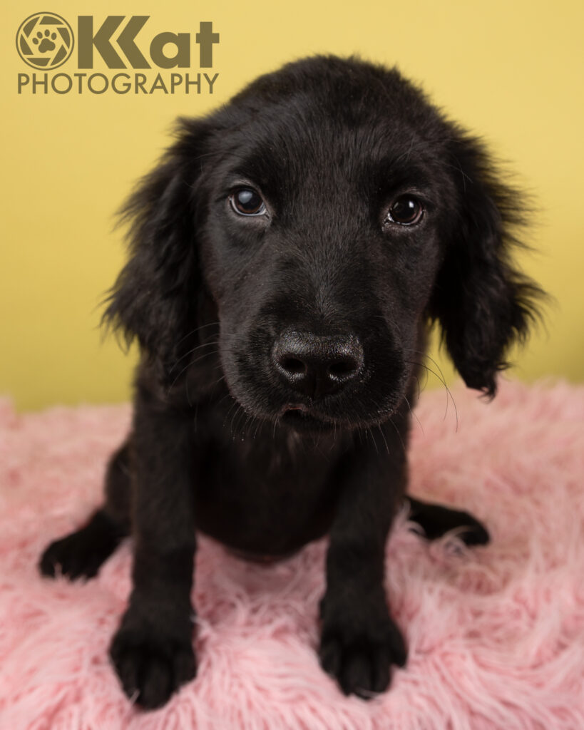 Meagan is a 10 week old black furred goldendoodle puppy with fluffy ears. She is sitting looking up at the viewer with definite puppy dog eyes. She is set against a yellow background and on a pink fluffy floor.