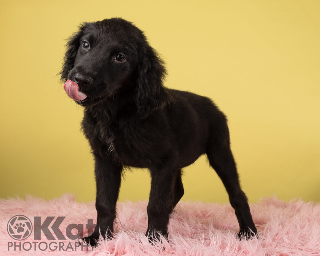 Meagan is a 10 week old black furred goldendoodle puppy with fluffy ears. She is standing with her tongue out and set against a yellow background and on a pink fluffy floor.