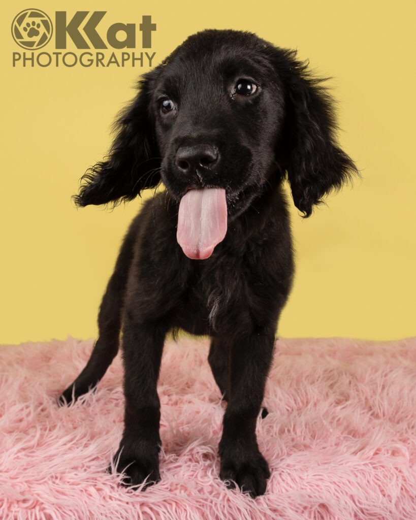 Meagan is a 10 week old black furred goldendoodle puppy with fluffy ears. She is standing with her tongue out and set against a yellow background and on a pink fluffy floor.