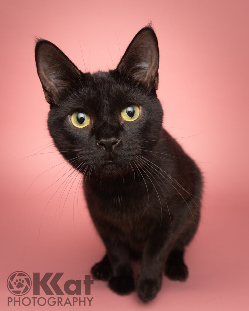 A black cat with bright yellow eyes is looking as if he might pounce directly at the camera, set against a soft pink background. The cat’s curious expression is captured closely.