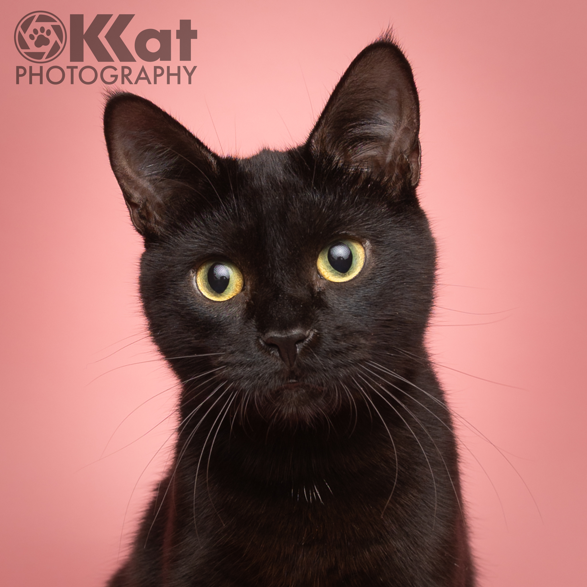 This adoptable foster is a black cat with bright yellow eyes stares directly ahead against a soft pink background, conveying curiosity. There is an OKKat Photography logo in the top left corner.