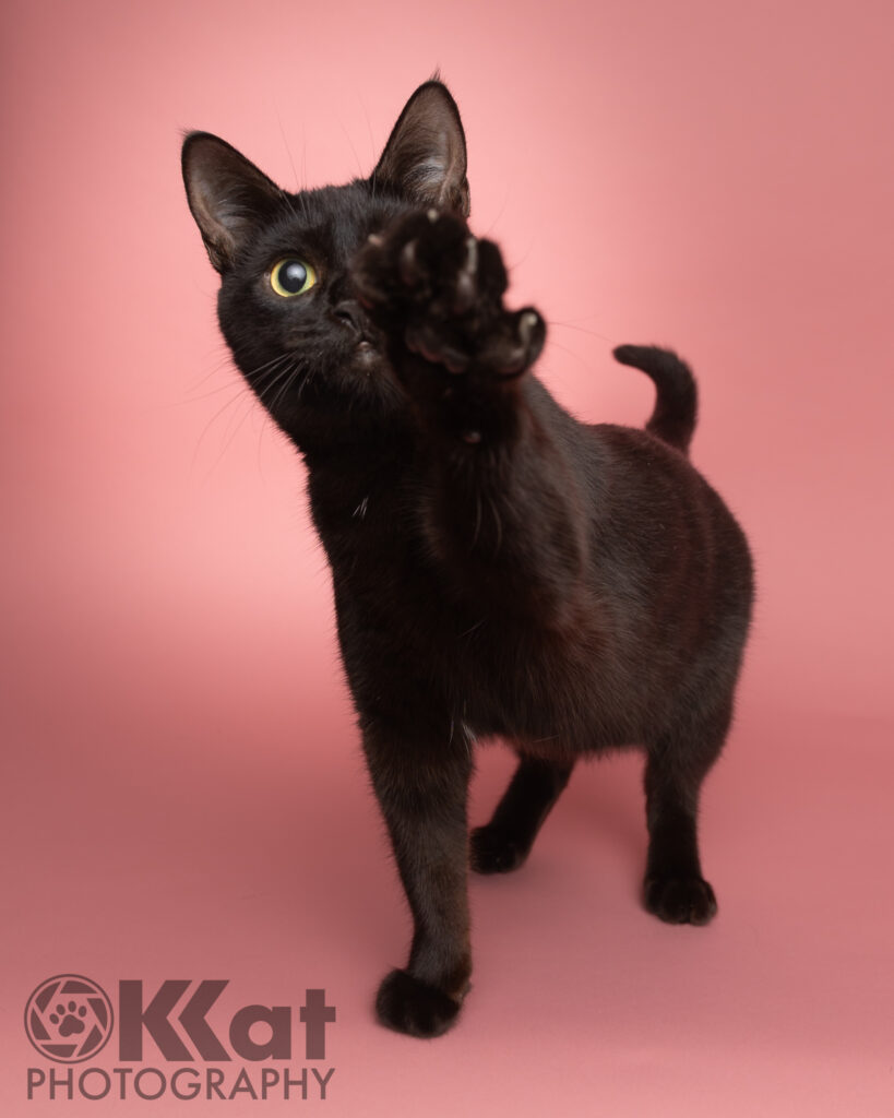 A black cat with bright yellow eyes reaches out playfully with its paw toward the camera. He is set against a soft pink background.
