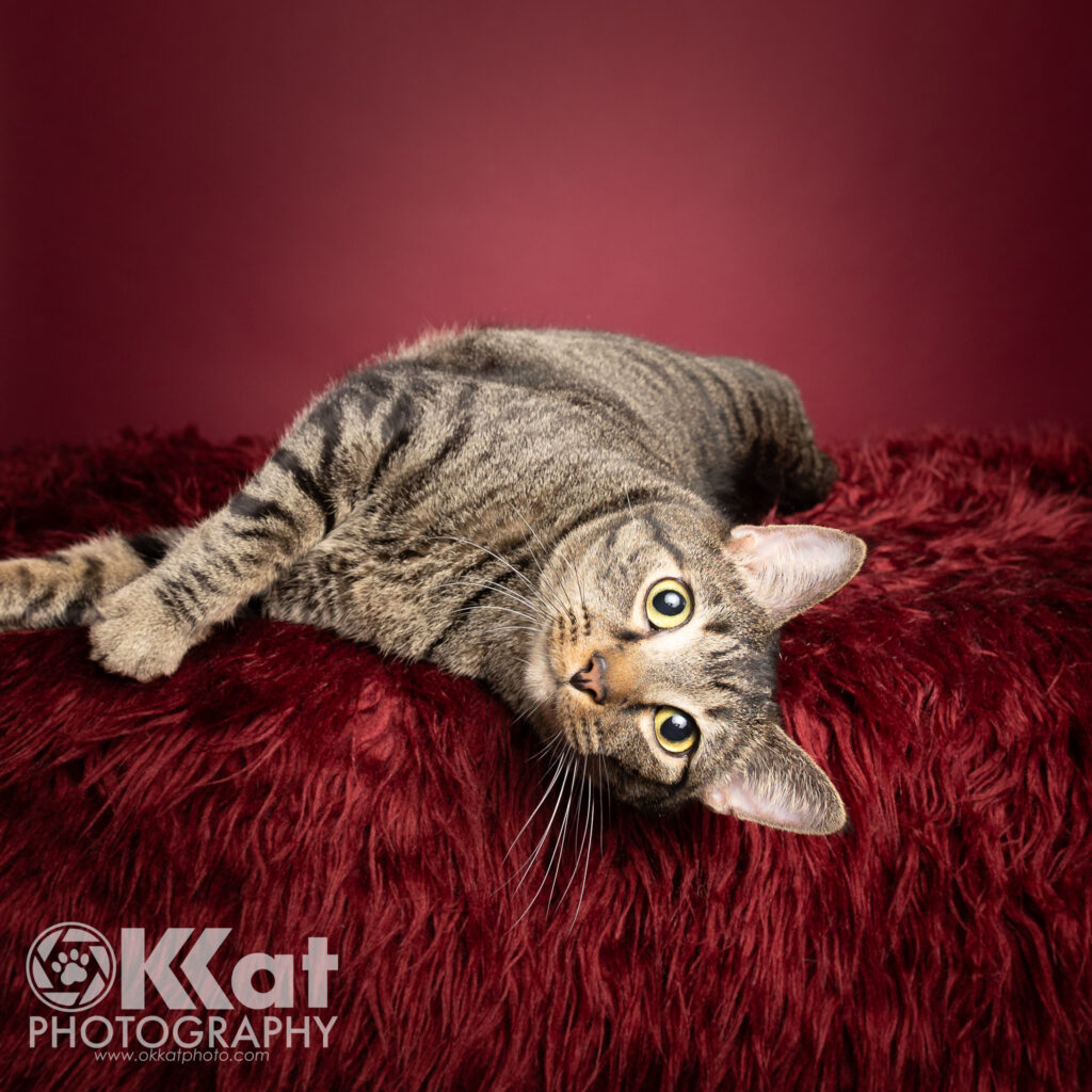 Chaos is a well-fed grey tabby cat with wide yellow eyes laying on a plush, dark red furry surface against a matching red background, exuding a calm, curious expression. There is a white OKKat Photography logo in the lower left corner.