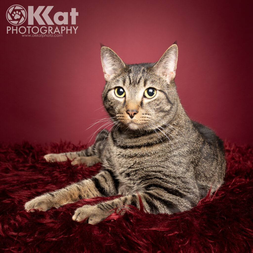 Chaos is a well-fed male tabby cat with yellow eyes seen here laying down in an angled Sphynx pose and looking right at the camera. He is set on a dark red background and there is a white OKKat Photgraphy logo in the upper left corner.