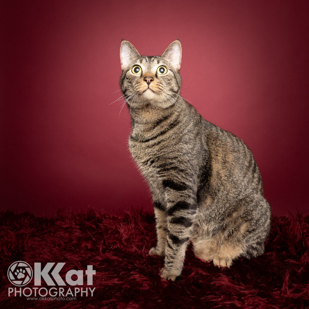 Chaos is a well-fed male tabby cat with yellow eyes seen here sitting up tall and looking just above the camera. He is off center on a dark red background and there is a white OKKat Photgraphy logo in the lower left corner.