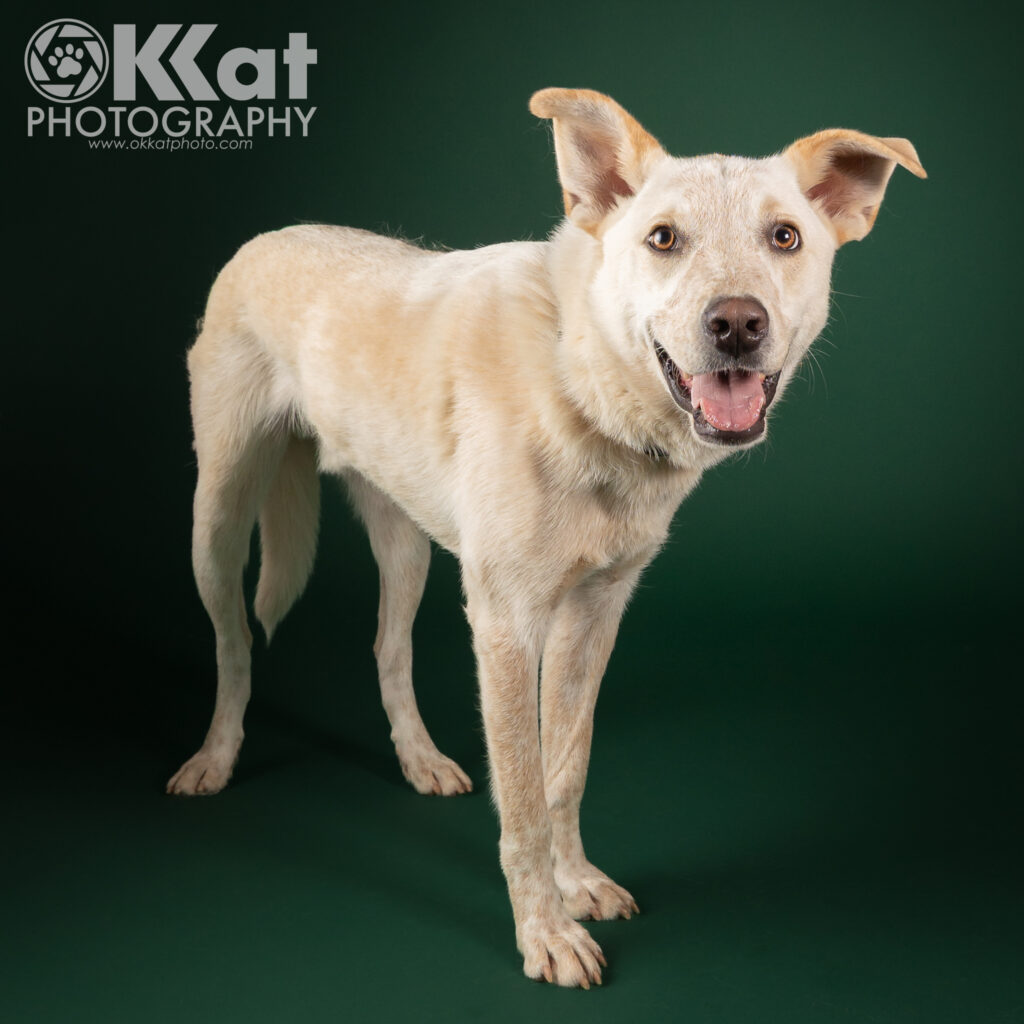 A white dog with large ears and a black nose standing on a dark green background.