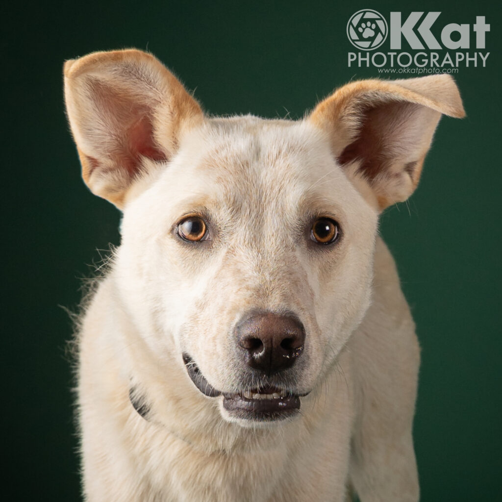 A headshot of a white dog with large ears and a black nose on a dark green background.