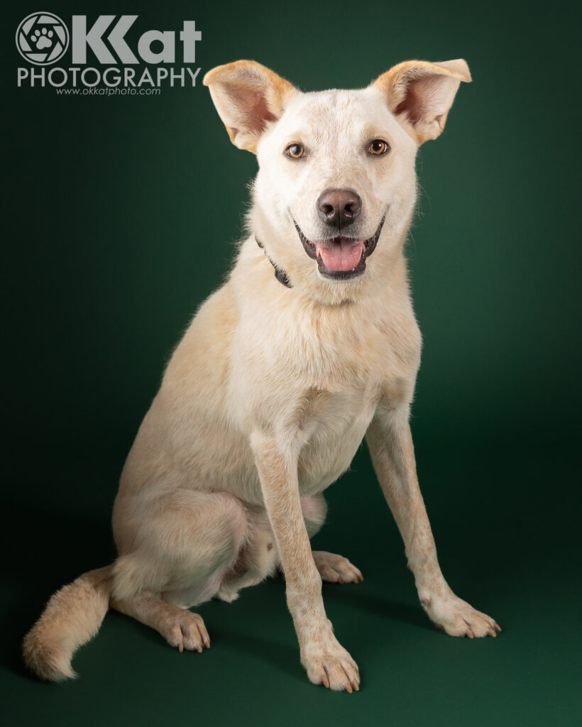 A white dog with large ears and a black nose sitting on a dark green background.