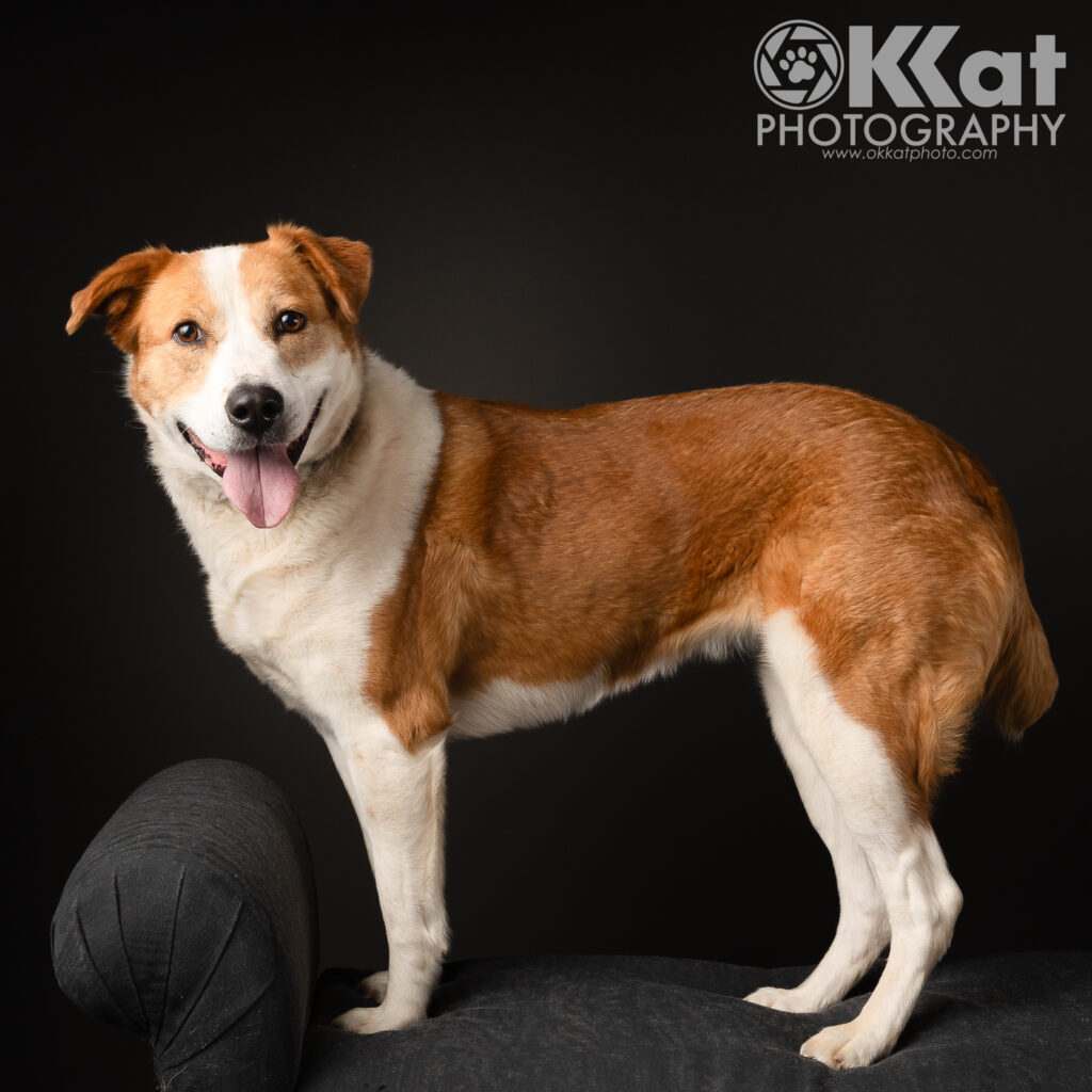 A full shot of a red and white mixed breed dog standing on a dark piece of furniture. She has dark eyes, a black nose, one ear that flops while the other one folds. She is wearing a calm expression with her tongue out a bit, and she is set on a dark grey background.