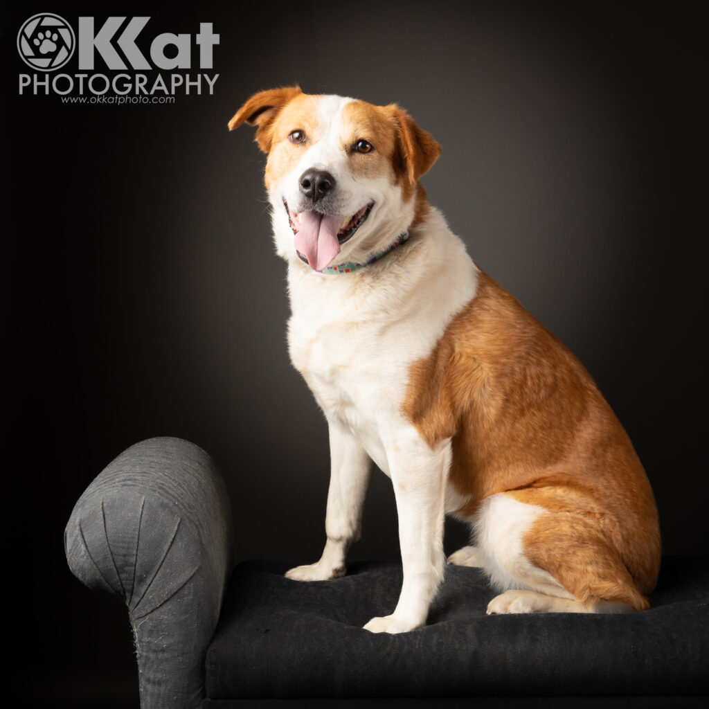 A full shot of a red and white mixed breed dog sitting on a dark piece of furniture. She has dark eyes, a black nose, one ear that flops while the other one folds. She is wearing a calm expression with her tongue out a bit, and she is set on a dark grey background.