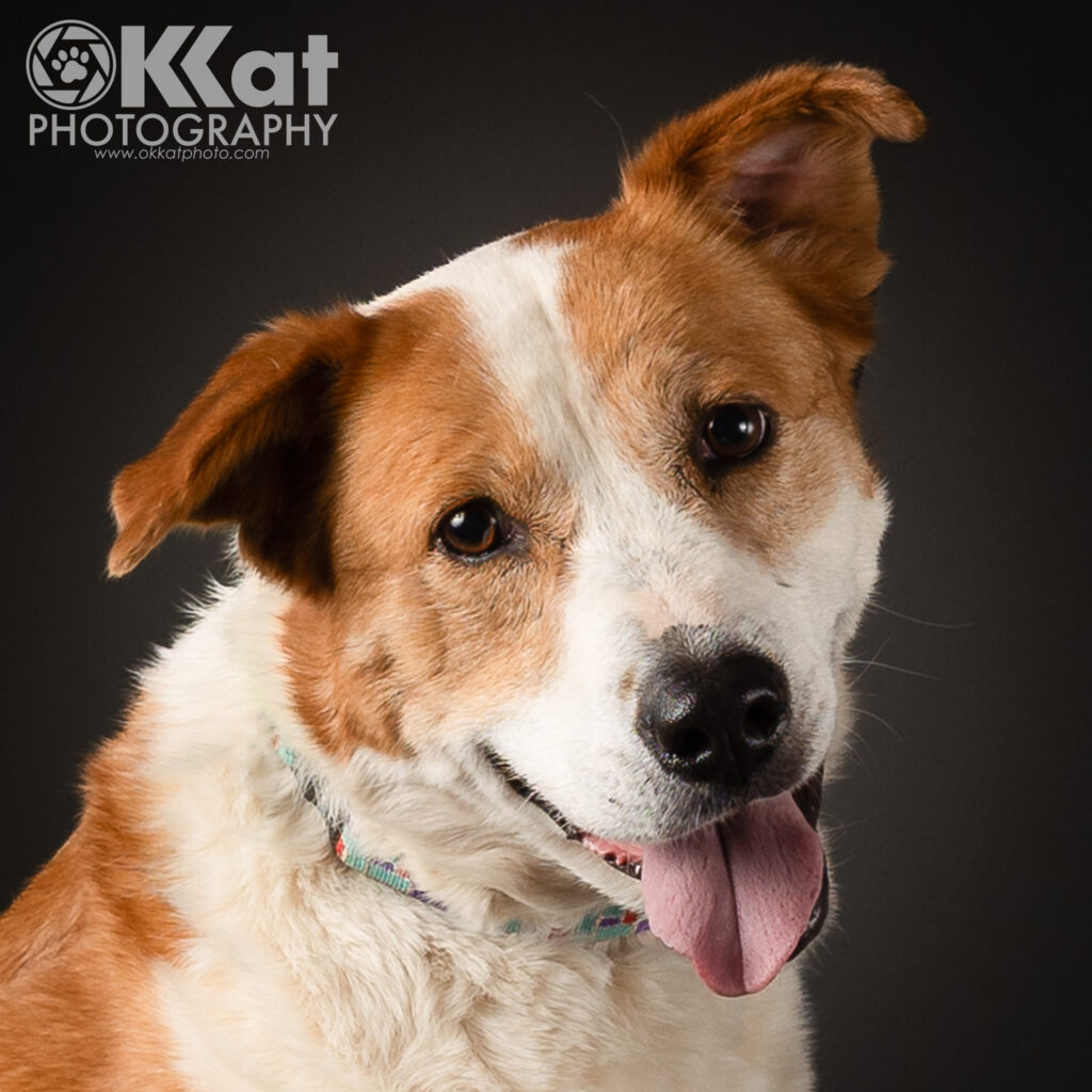 A headshot of a red and white mixed breed dog. She has dark eyes, a black nose, one ear that flops while the other one folds. She is wearing a calm expression with her tongue out a bit, and she is set on a dark grey background.