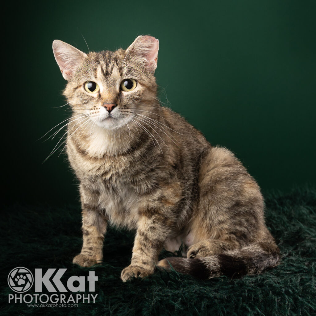 This adoptable foster is a brown and grey tabby cat with yellow-green eyes and one ear tipped. She is sitting looking right at the camera against a deep green background, There is an OKKat Photography logo in the lower left corner.