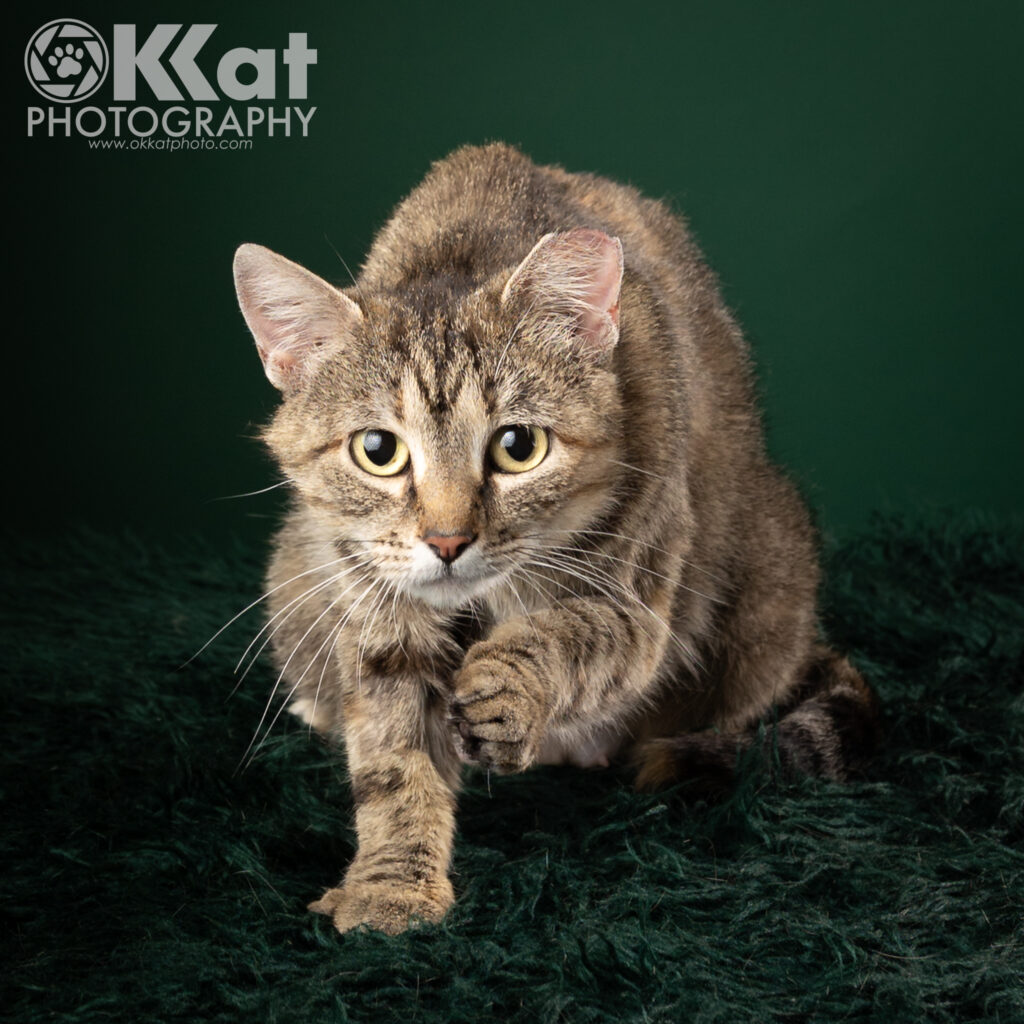 This brown and grey tabby cat has yellow-green eyes and one ear tipped. She is crouched facing forward with one paw raised and looking right at the camera against a deep green background, There is an OKKat Photography logo in the top left corner.