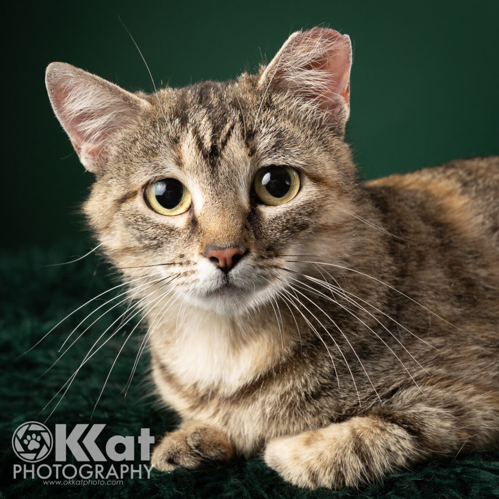 Inertia is a brown and grey tabby cat with yellow-green eyes and one ear tipped. In a close up of her face, we can clearly see her long white whiskers. She is laying down looking right at the camera against a deep green background, There is an OKKat Photography logo in the lower left corner.