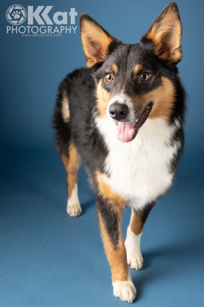 A tri-colored dog with a white chest stands on a blue background. This adoptable foster has a calm expression and a winning smile.
