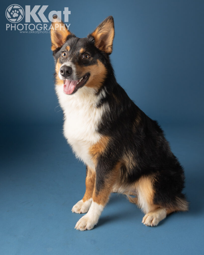 A tri-colored dog with a white chest sits on a blue background. This adoptable foster has a calm expression and a winning smile.