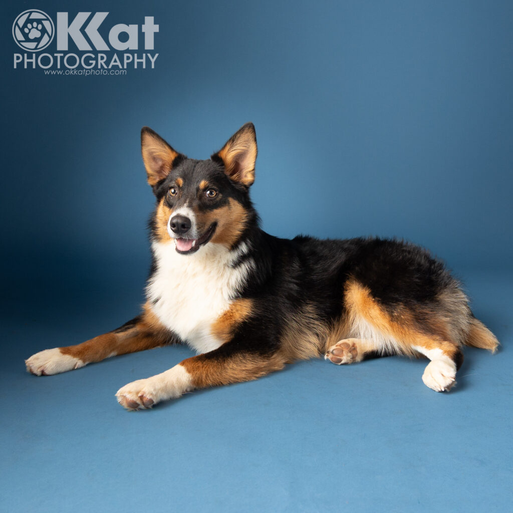 A tri-colored dog with a white chest lays on a blue background. This adoptable foster has a calm expression and a winning smile.