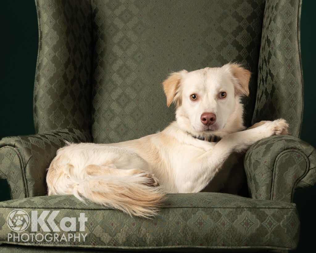 A white dog lays comfortably on a green brocade wing-backed chair with his front paws up on the chair arm.