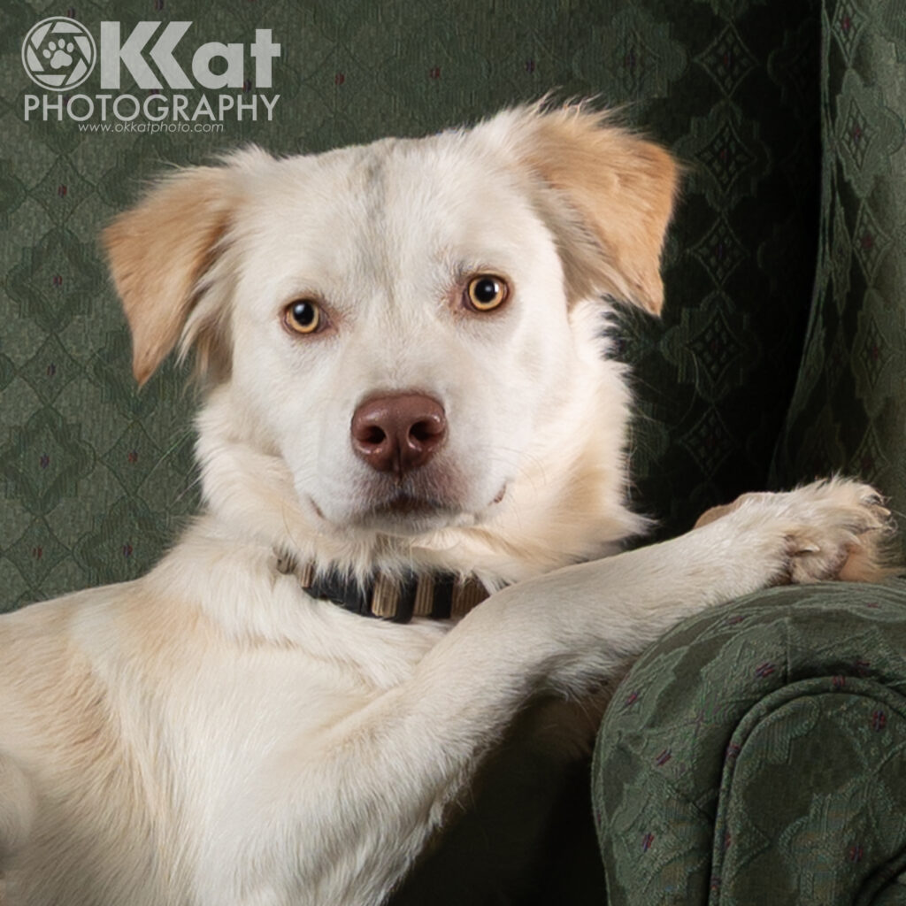 In this head shot, a white dog is laying in a green chair with his front paws up on the chair arm near his head. He has an alert expression.