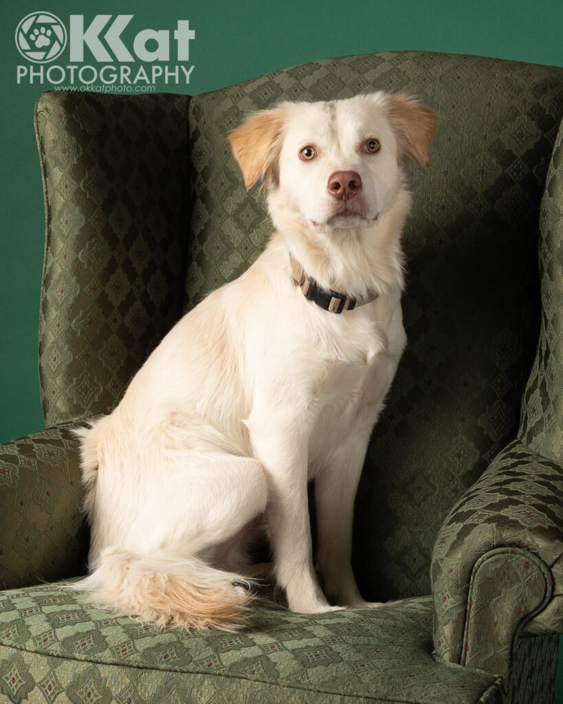 A white dog sits up tall and curious on a green brocade wing-backed chair.