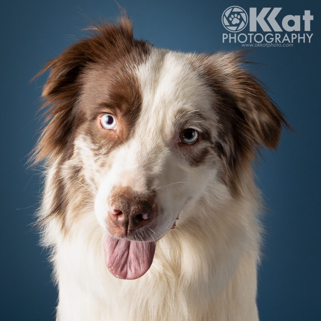 A red and white dog with blue eyes and fluffy ears is set against a dark blue background.
