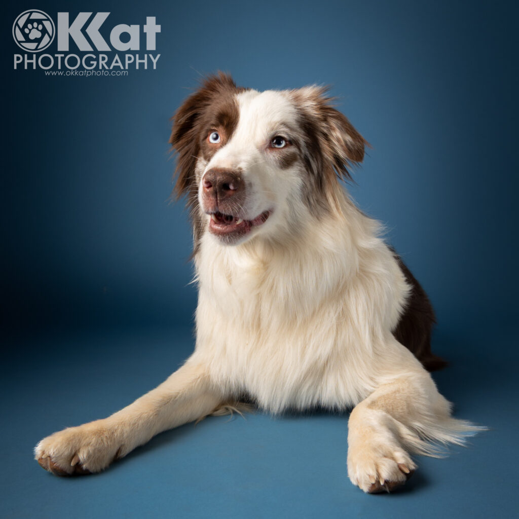 A red and white dog with blue eyes and fluffy ears lays on a blue surface with his front paws spread wide.
