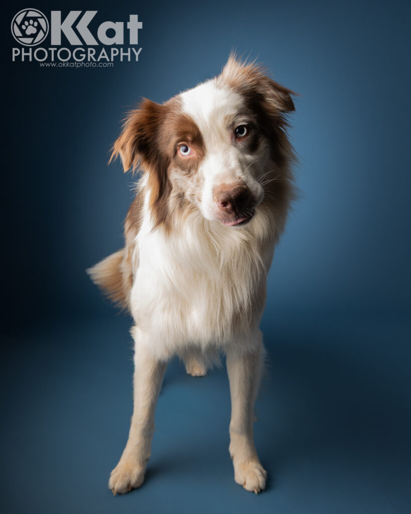 A red and white dog with blue eyes and fluffy ears is standing on a dark blue background.