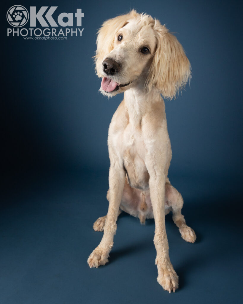 A white dog sits up on a blue surface with his head cocked. He has dark eyes and a dark nose and his tongue hangs out, and he wears a curious expression.