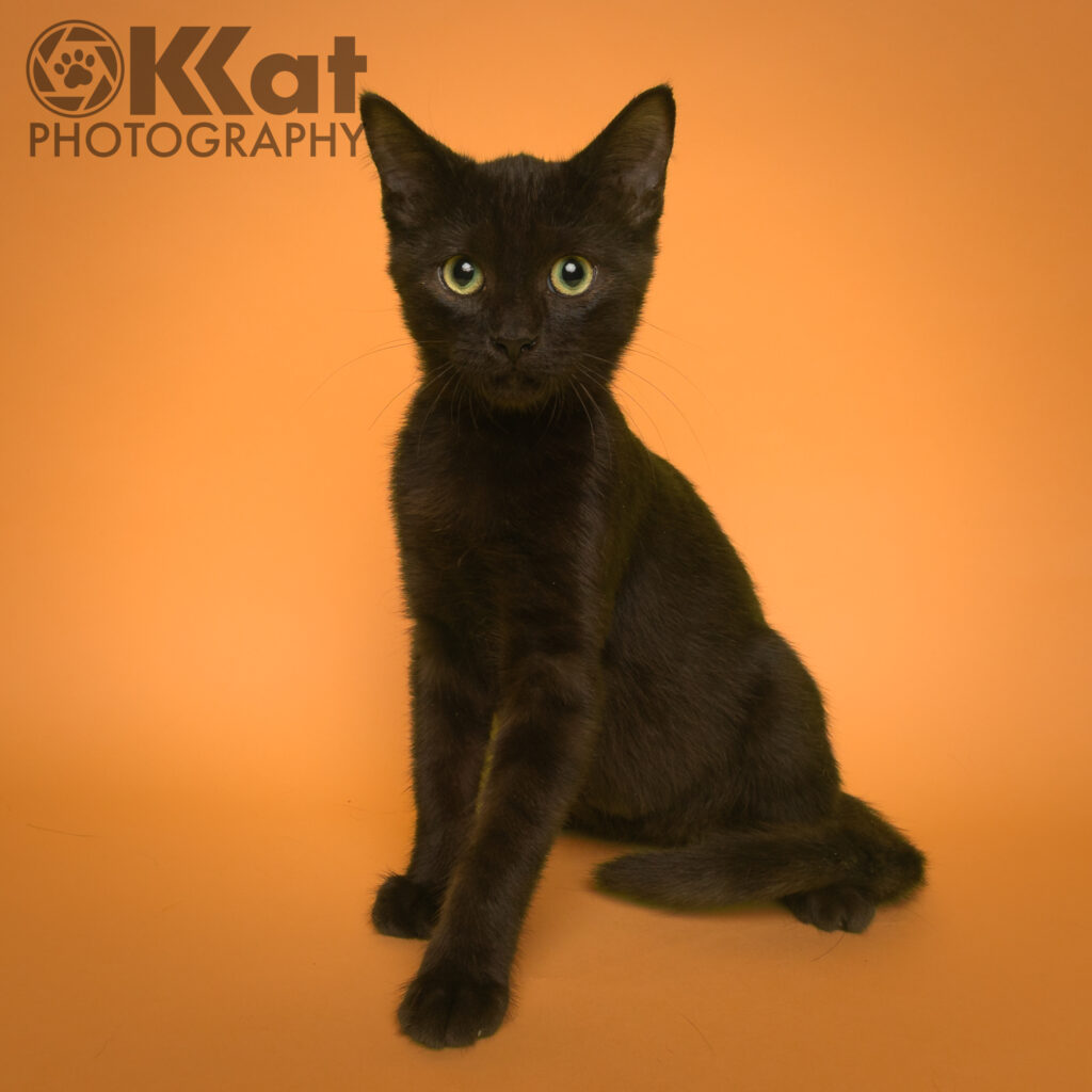 A sleek black kitten with yellow eyes is sitting on an orange background.