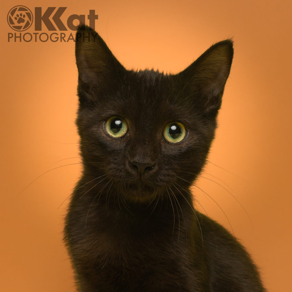 A sleek black kitten with yellow eyes is set against an orange background.